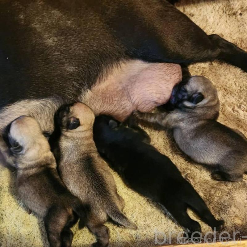 販売中の福岡県のパグ-450366の2枚目