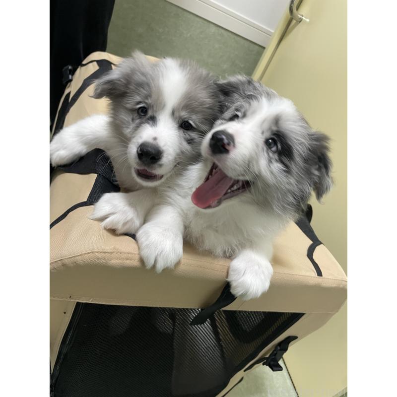 販売中の滋賀県のボーダーコリー-440633の2枚目