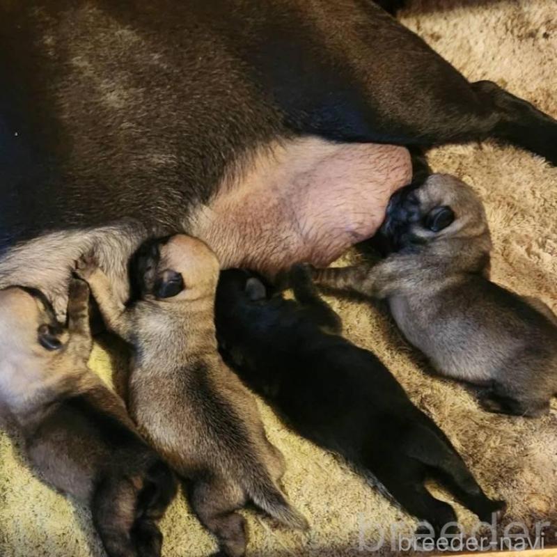 販売中の福岡県のパグ-450367の1枚目