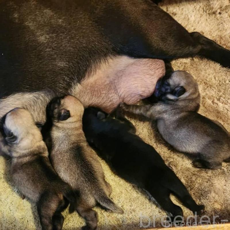 販売中の福岡県のパグ-450367の2枚目