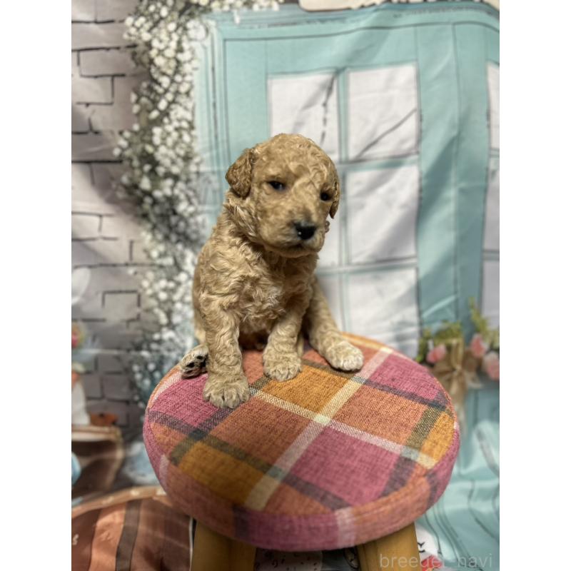 販売中の北海道のラブラドゥードル:ラブラドールレトリーバー×プードル-450369の10枚目