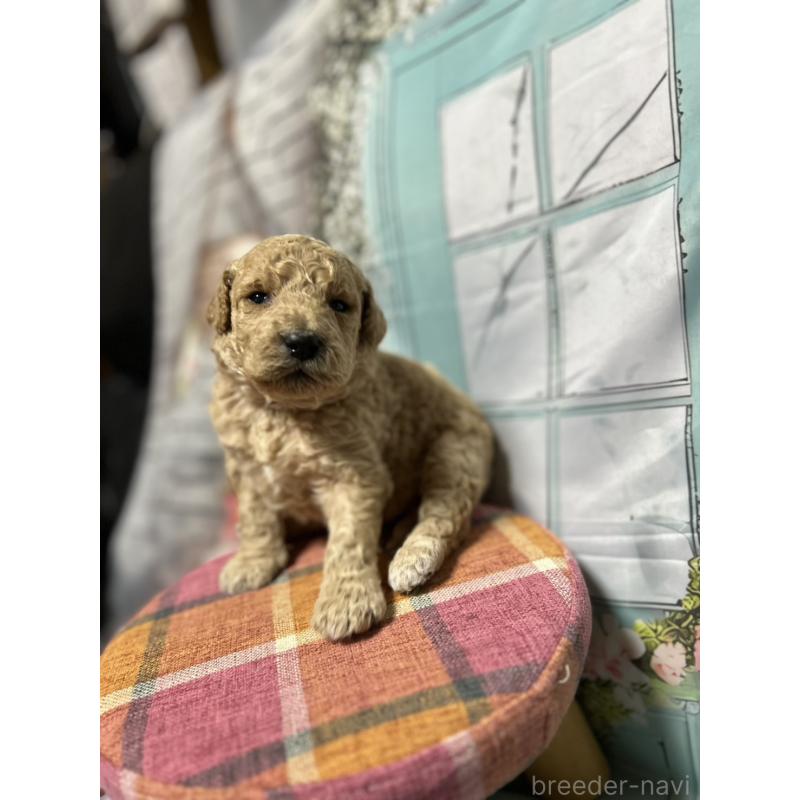 販売中の北海道のラブラドゥードル:ラブラドールレトリーバー×プードル-450369の9枚目