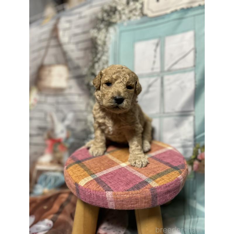 販売中の北海道のラブラドゥードル:ラブラドールレトリーバー×プードル-450369の8枚目