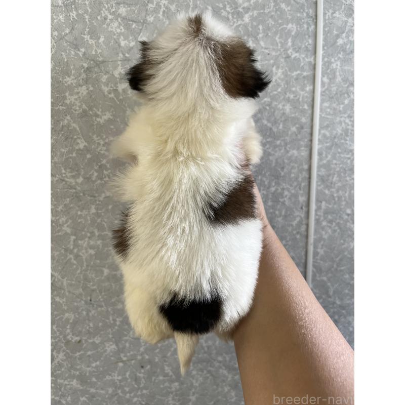 販売中の熊本県のシーズー-450370の2枚目