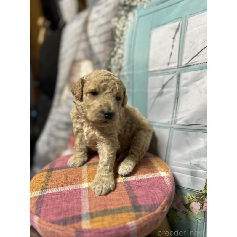 販売中の北海道のラブラドゥードル:ラブラドールレトリーバー×プードル-450369の7枚目