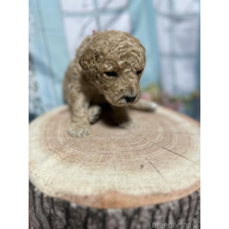 販売中の北海道のラブラドゥードル:ラブラドールレトリーバー×プードル-450369の6枚目