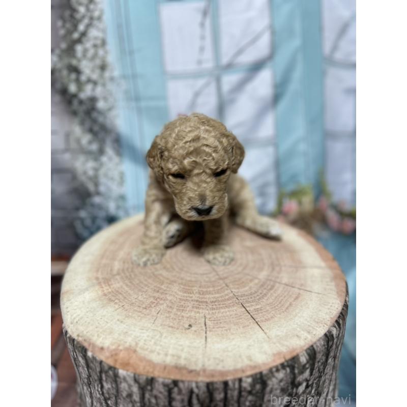 販売中の北海道のラブラドゥードル:ラブラドールレトリーバー×プードル-450369の5枚目