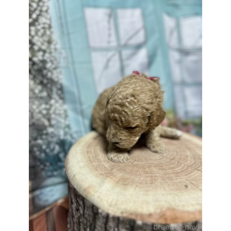 販売中の北海道のラブラドゥードル:ラブラドールレトリーバー×プードル-450369の4枚目