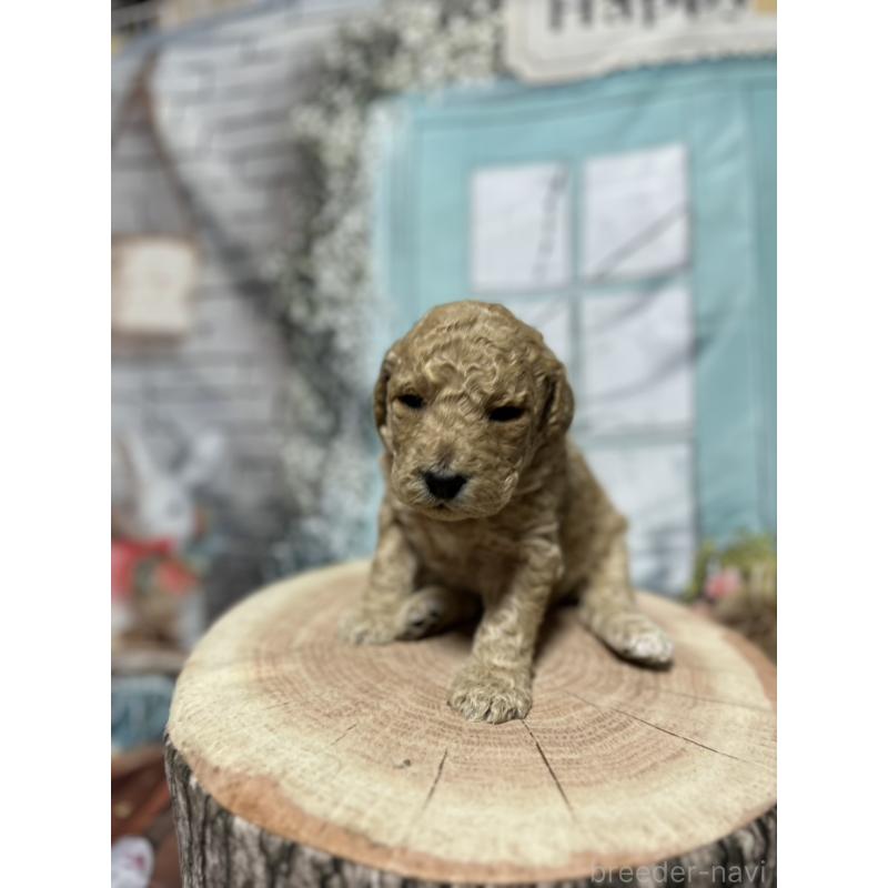 販売中の北海道のラブラドゥードル:ラブラドールレトリーバー×プードル-450369の2枚目