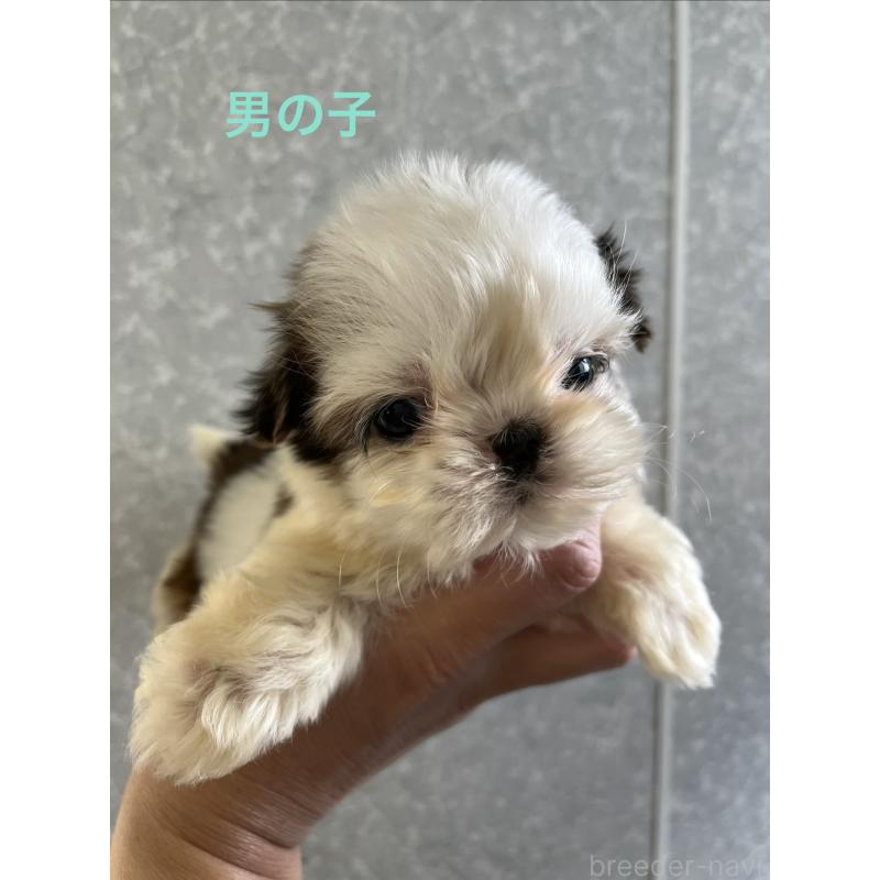 販売中の熊本県のシーズー-450371