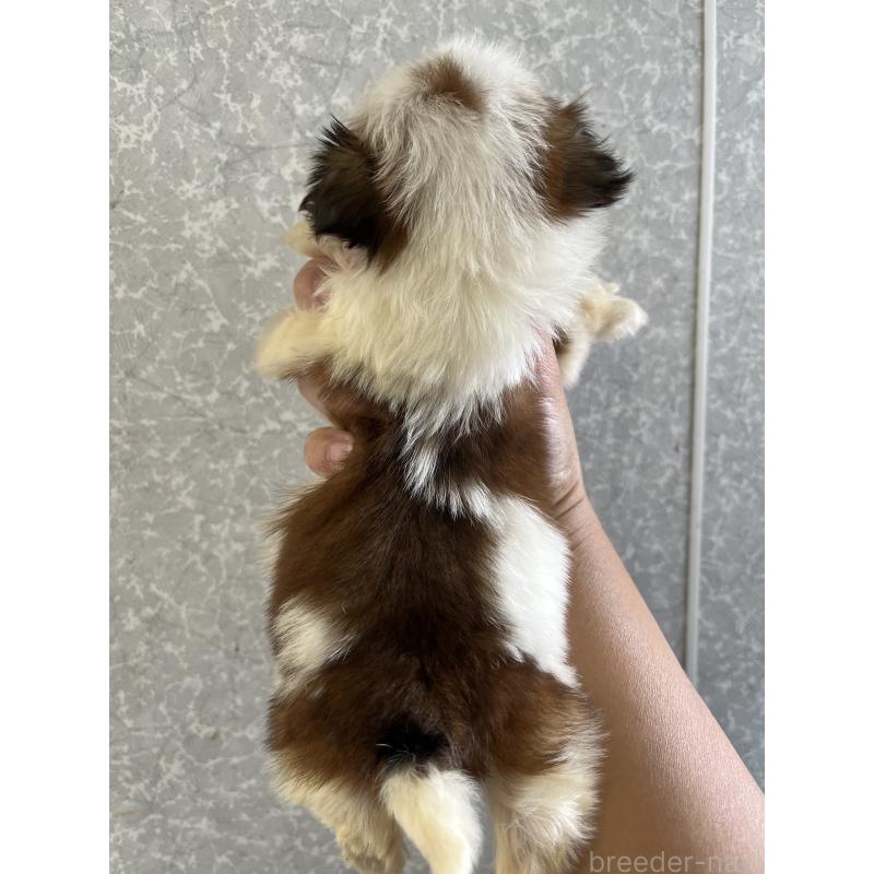 販売中の熊本県のシーズー-450371の2枚目