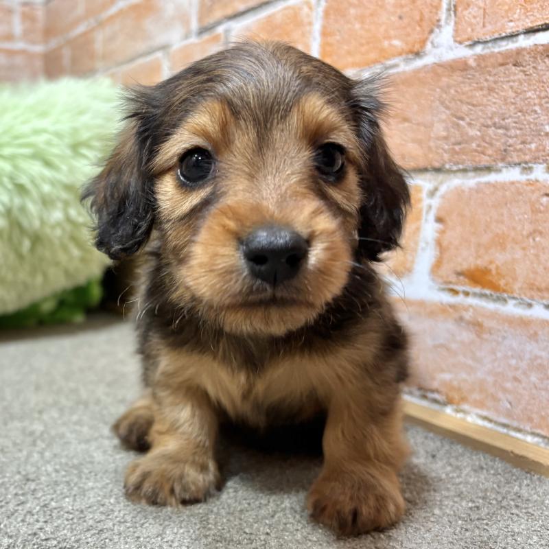 販売中の奈良県のカニンヘンダックスフンド(ロングヘアード)-450373の1枚目