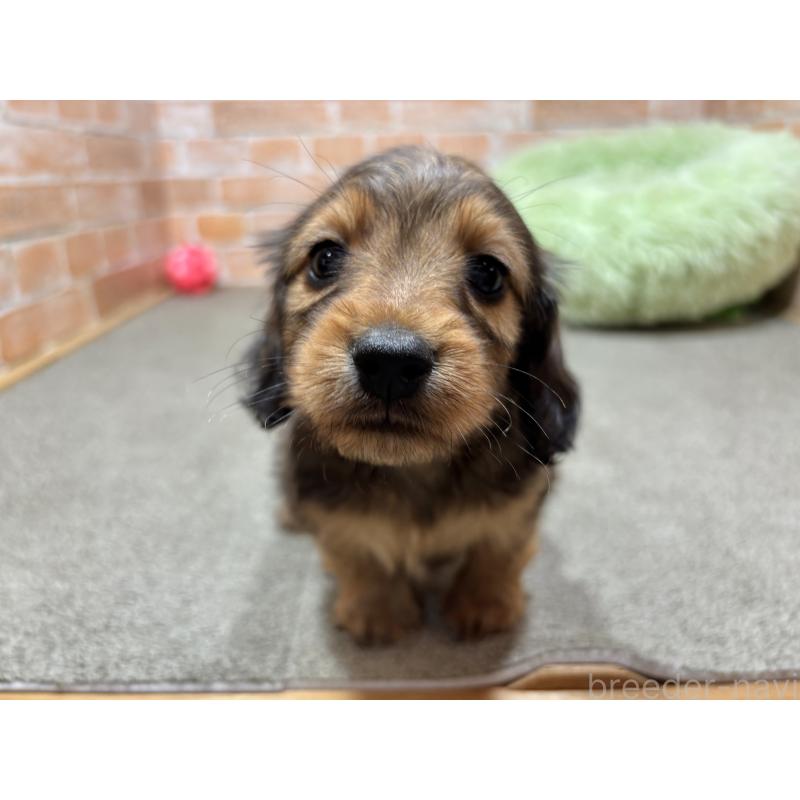 販売中の奈良県のカニンヘンダックスフンド(ロングヘアード)-450373の12枚目