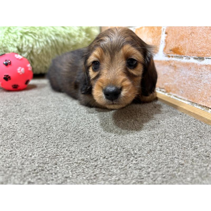 販売中の奈良県のカニンヘンダックスフンド(ロングヘアード)-450373の11枚目