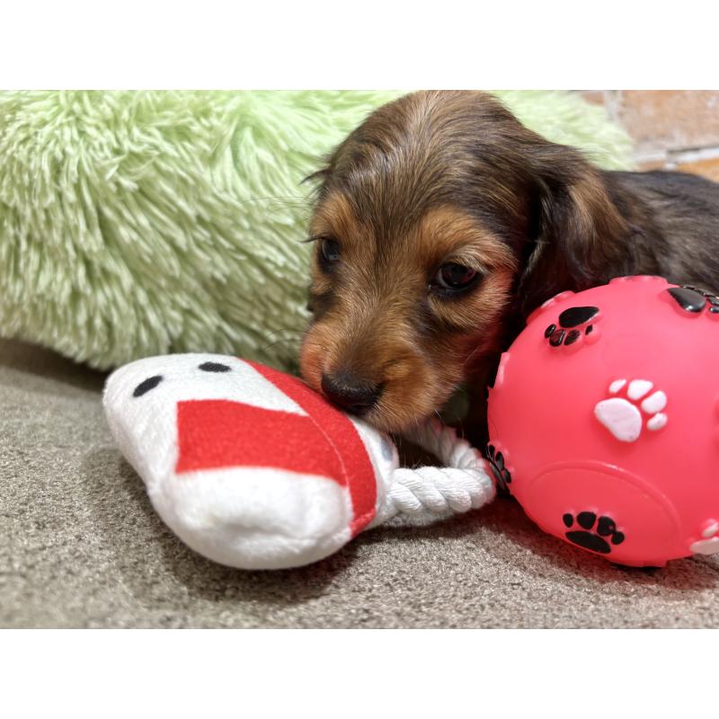 販売中の奈良県のカニンヘンダックスフンド(ロングヘアード)-450373の9枚目