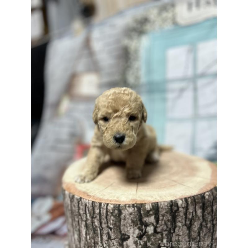 販売中の北海道のラブラドゥードル:ラブラドールレトリーバー×プードル-450372の11枚目