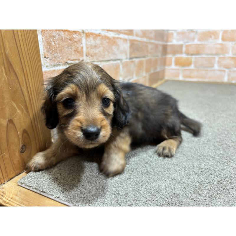 販売中の奈良県のカニンヘンダックスフンド(ロングヘアード)-450373の8枚目