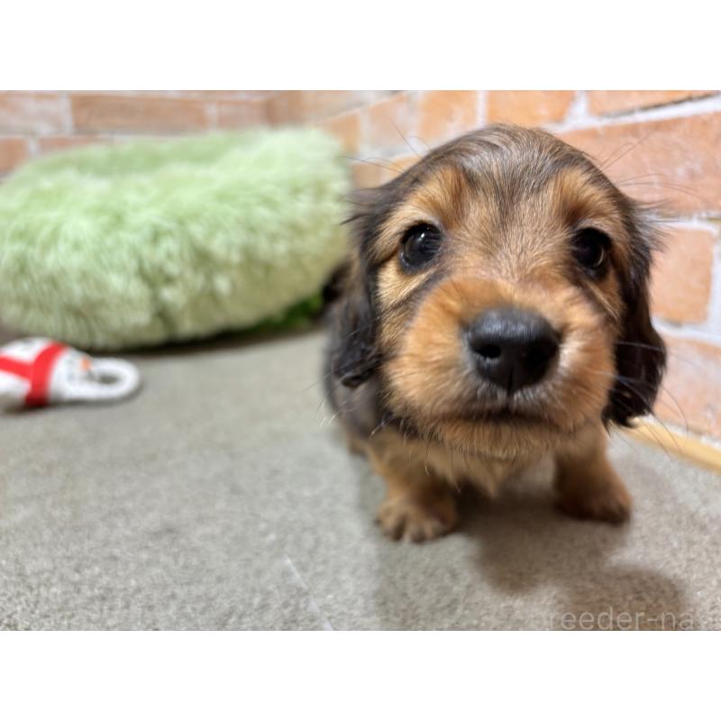 販売中の奈良県のカニンヘンダックスフンド(ロングヘアード)-450373の7枚目