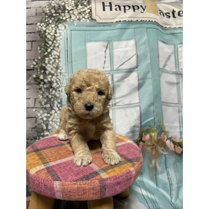 販売中の北海道のラブラドゥードル:ラブラドールレトリーバー×プードル-450372の10枚目