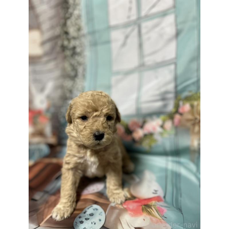 販売中の北海道のラブラドゥードル:ラブラドールレトリーバー×プードル-450372の9枚目