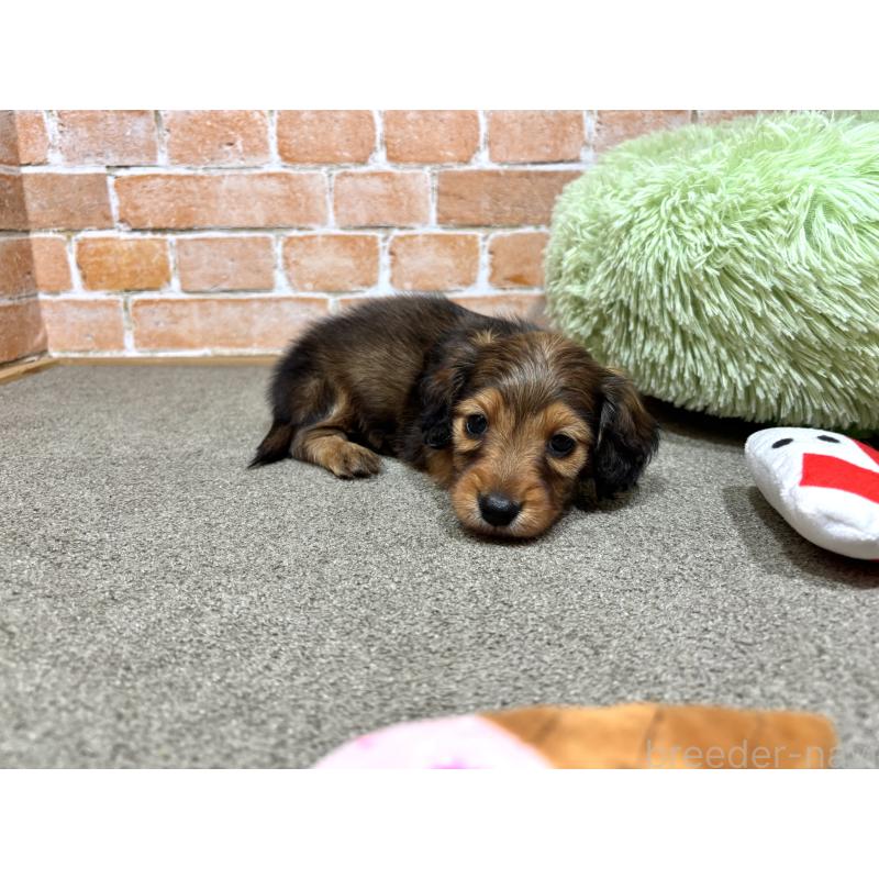 販売中の奈良県のカニンヘンダックスフンド(ロングヘアード)-450373の6枚目