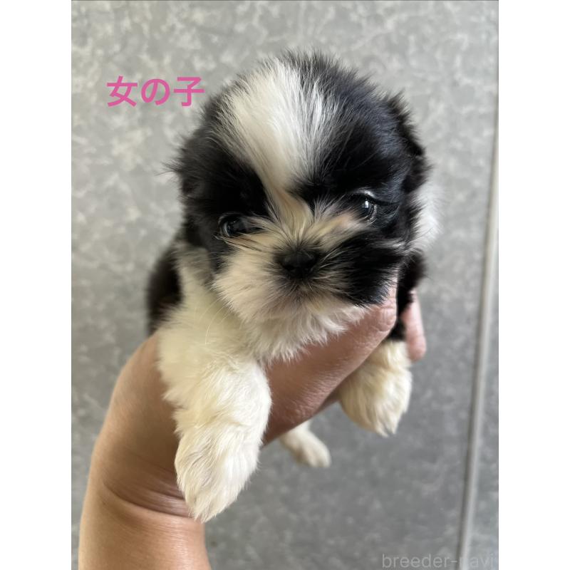 販売中の熊本県のシーズー-450374