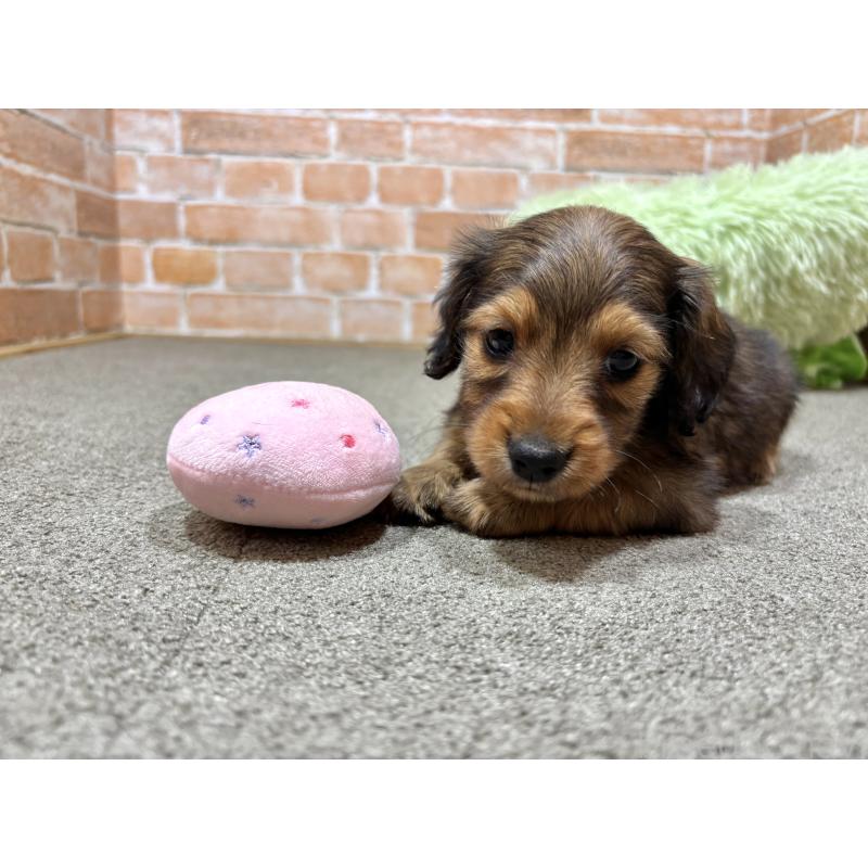 販売中の奈良県のカニンヘンダックスフンド(ロングヘアード)-450373の5枚目