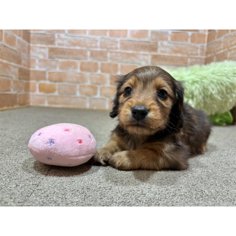 販売中の奈良県のカニンヘンダックスフンド(ロングヘアード)-450373の4枚目