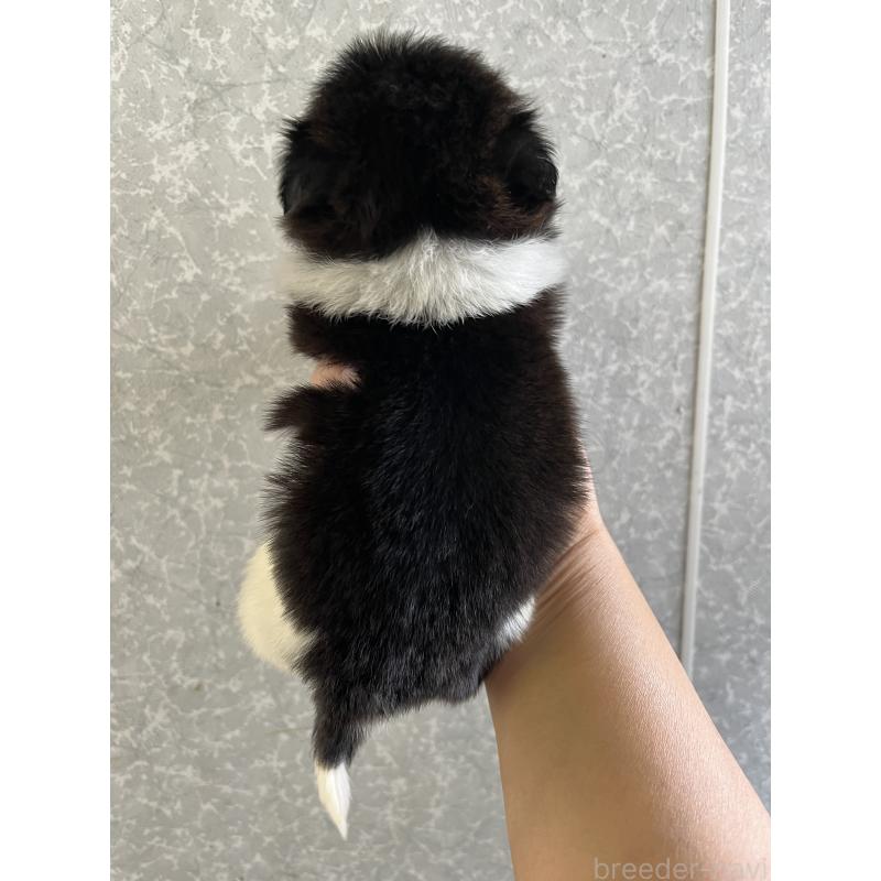 販売中の熊本県のシーズー-450374の2枚目