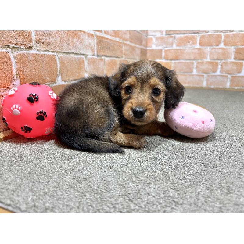 販売中の奈良県のカニンヘンダックスフンド(ロングヘアード)-450373の3枚目