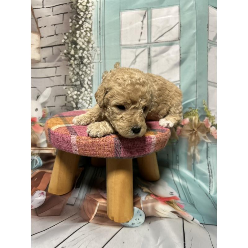 販売中の北海道のラブラドゥードル:ラブラドールレトリーバー×プードル-450372の8枚目