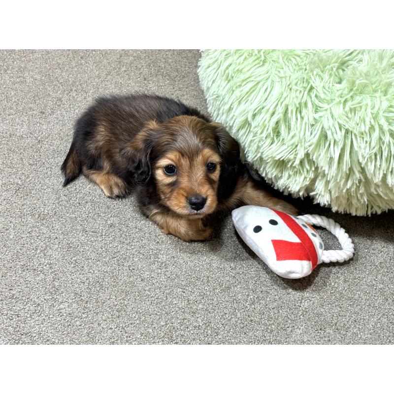 販売中の奈良県のカニンヘンダックスフンド(ロングヘアード)-450373の2枚目