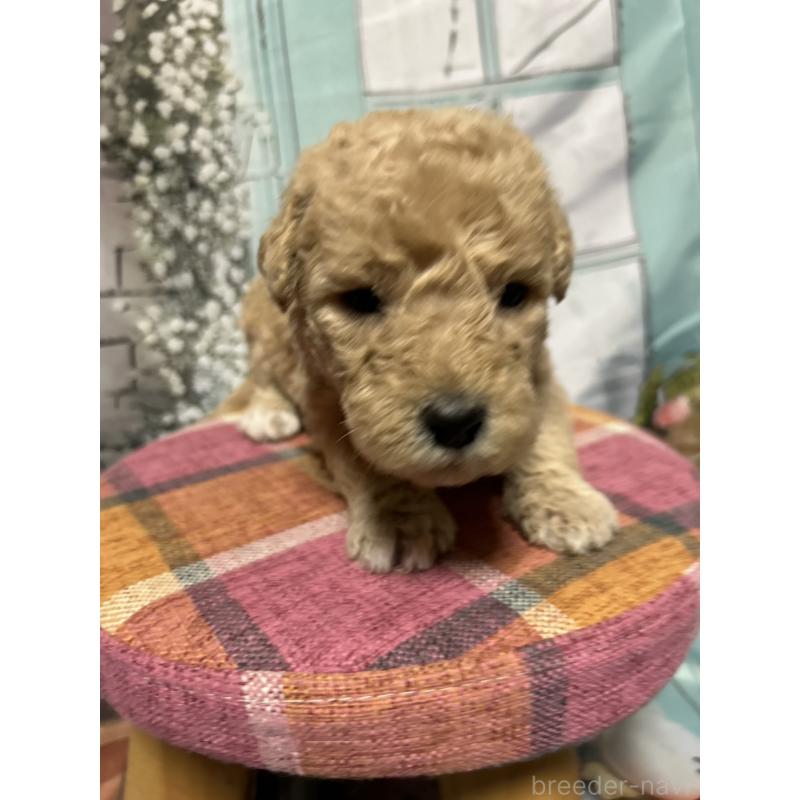 販売中の北海道のラブラドゥードル:ラブラドールレトリーバー×プードル-450372の6枚目