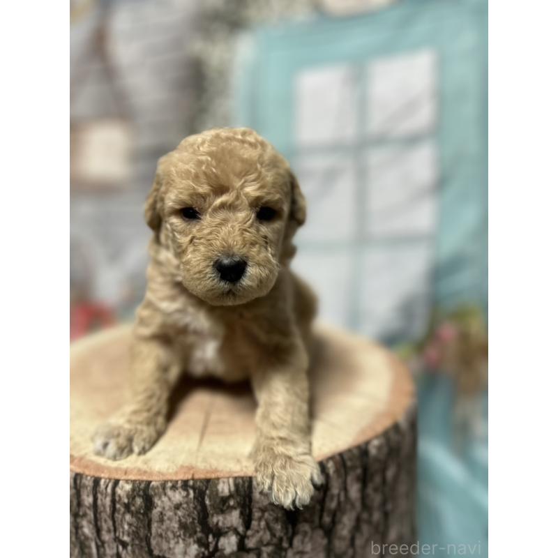 販売中の北海道のラブラドゥードル:ラブラドールレトリーバー×プードル-450372