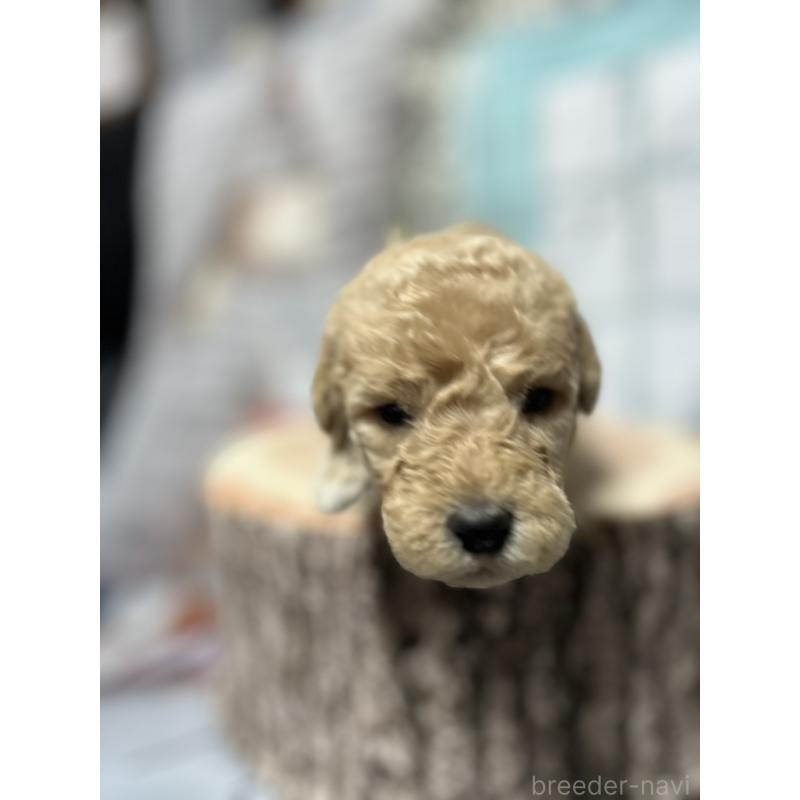 販売中の北海道のラブラドゥードル:ラブラドールレトリーバー×プードル-450372の5枚目