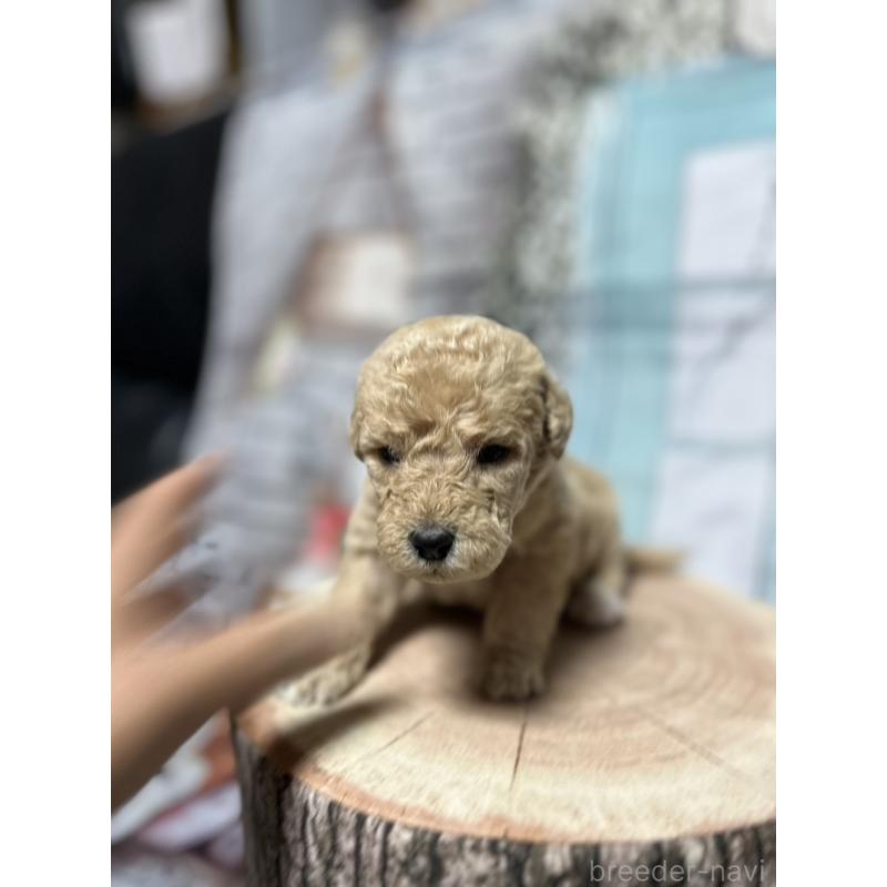 販売中の北海道のラブラドゥードル:ラブラドールレトリーバー×プードル-450372の4枚目