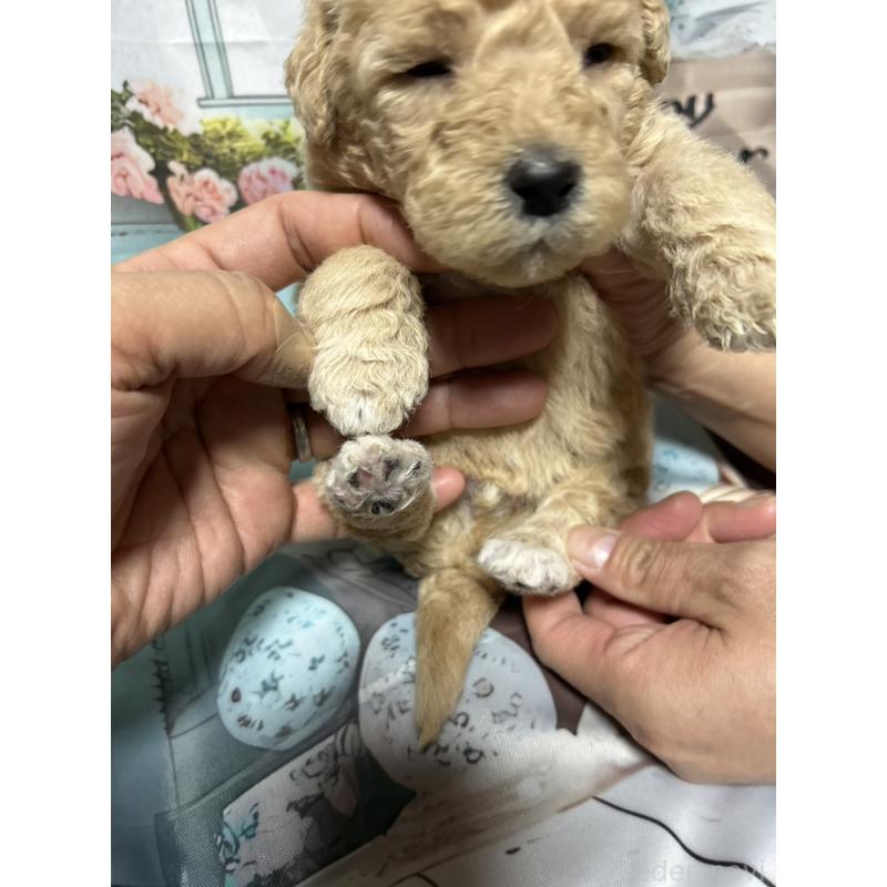 販売中の北海道のラブラドゥードル:ラブラドールレトリーバー×プードル-450372の3枚目