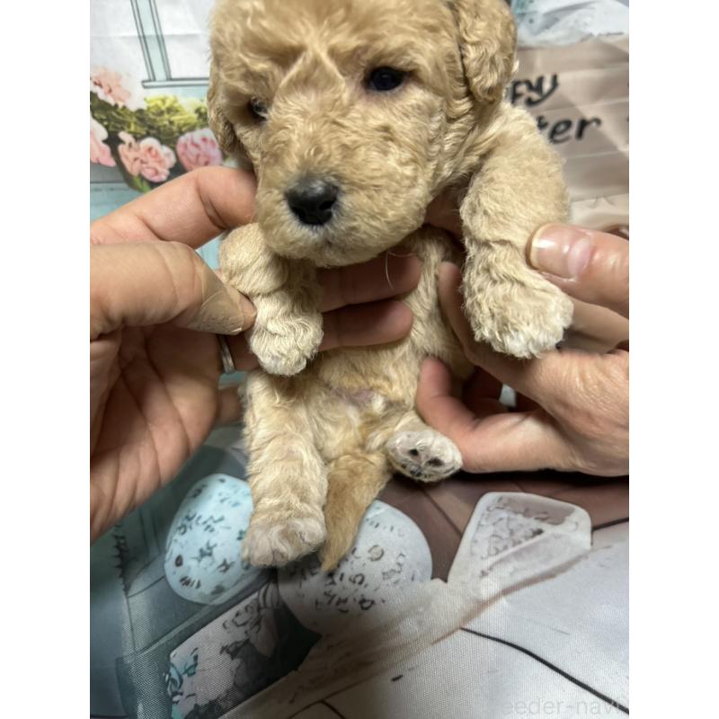 販売中の北海道のラブラドゥードル:ラブラドールレトリーバー×プードル-450372の2枚目