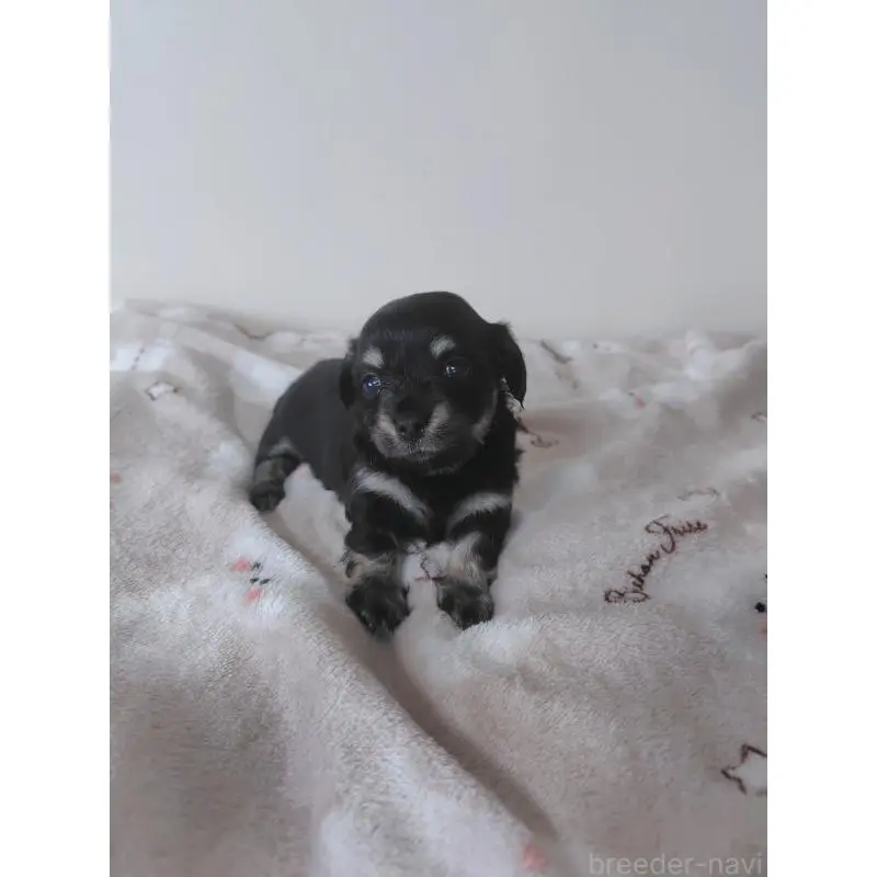 販売中の岡山県のチワックス:チワワ×ミニチュアダックスフンド-450375の9枚目