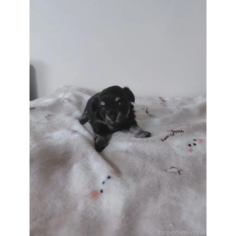 販売中の岡山県のチワックス:チワワ×ミニチュアダックスフンド-450375の7枚目