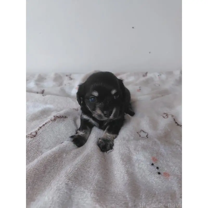 販売中の岡山県のチワックス:チワワ×ミニチュアダックスフンド-450375の6枚目