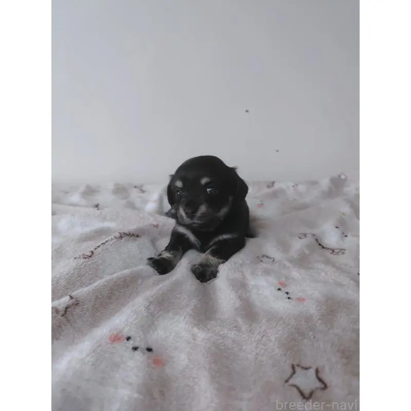 販売中の岡山県のチワックス:チワワ×ミニチュアダックスフンド-450375の5枚目