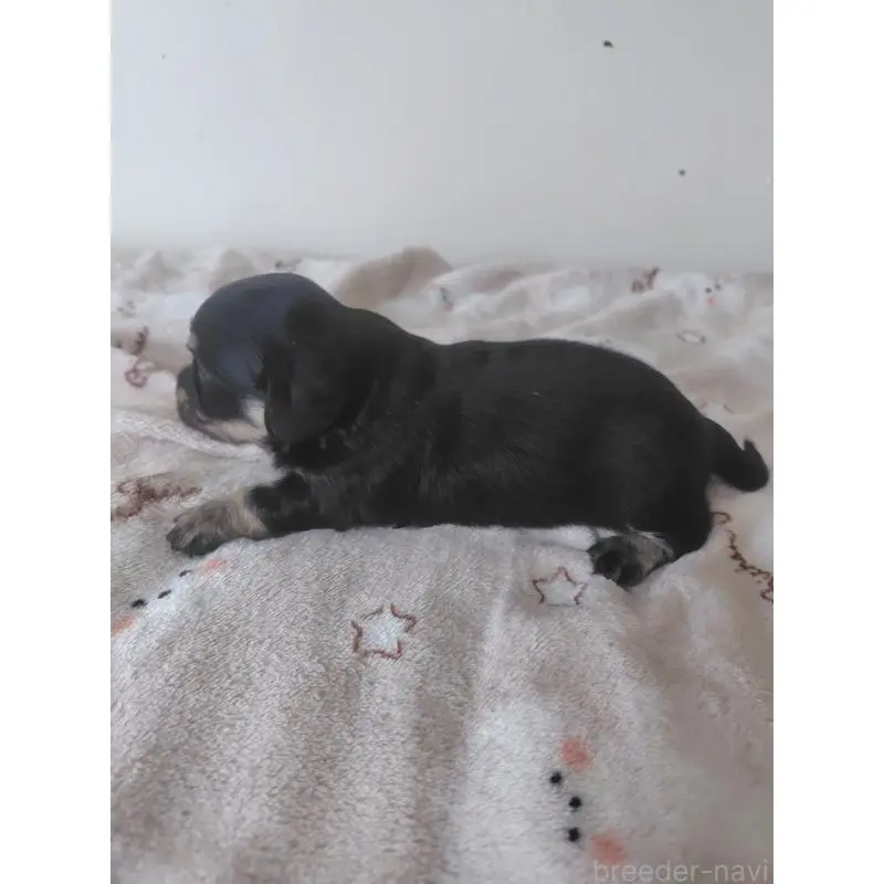 販売中の岡山県のチワックス:チワワ×ミニチュアダックスフンド-450375の4枚目