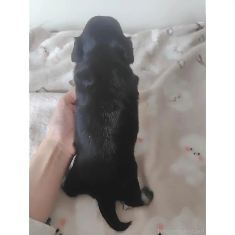 販売中の岡山県のチワックス:チワワ×ミニチュアダックスフンド-450375の3枚目