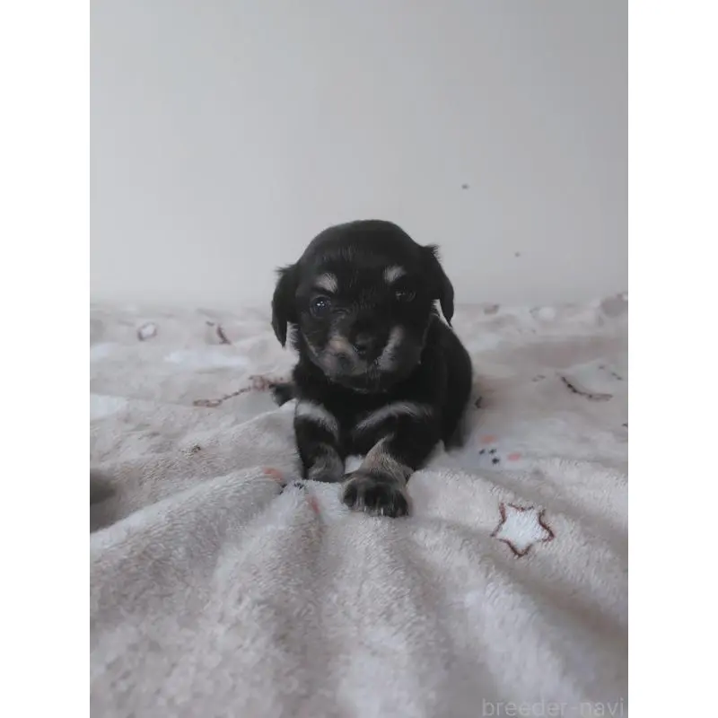 販売中の岡山県のチワックス:チワワ×ミニチュアダックスフンド-450375の2枚目