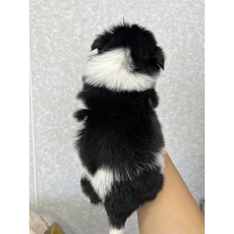 販売中の熊本県のシーズー-450377の2枚目