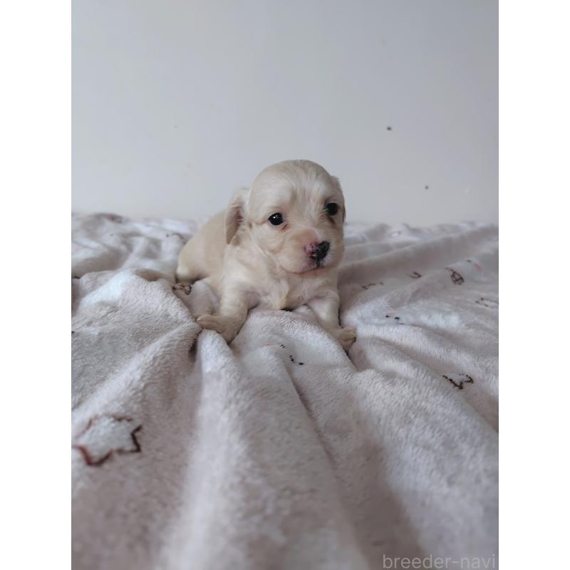 販売中の岡山県のチワックス:チワワ×ミニチュアダックスフンド-450376の9枚目