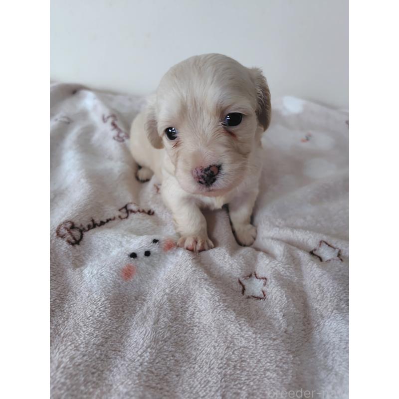 販売中の岡山県のチワックス:チワワ×ミニチュアダックスフンド-450376の8枚目