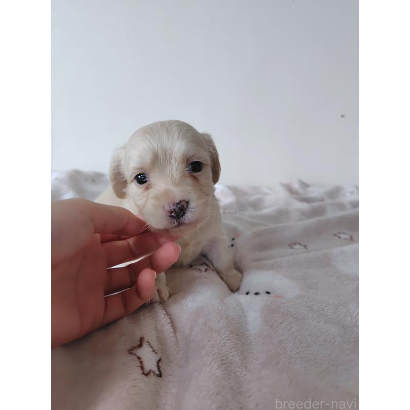 販売中の岡山県のチワックス:チワワ×ミニチュアダックスフンド-450376の7枚目