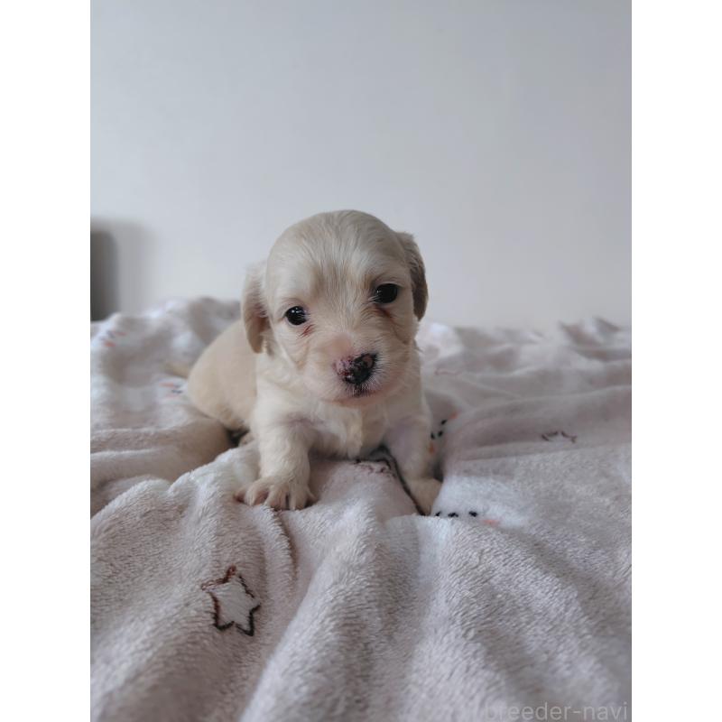 販売中の岡山県のチワックス:チワワ×ミニチュアダックスフンド-450376の6枚目